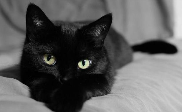 Стаття Приметы о черных кошках: все не так страшно как мы думаем? Ранкове місто. Одеса