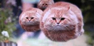 Стаття 16 огромных и очень дружелюбных кошек Ранкове місто. Одеса