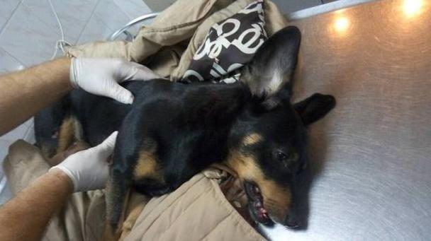 Стаття В Одессе пьяный владелец таксы выкинул собаку с седьмого этажа Ранкове місто. Одеса