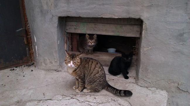 Стаття Зимой в Одессе позаботятся о бездомных котах Ранкове місто. Одеса