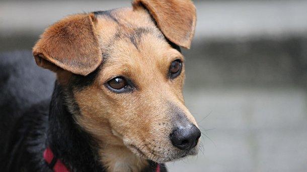 Стаття В Харькове за убийство собаки мужчина получил реальный тюремный срок Ранкове місто. Одеса