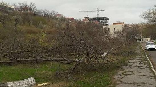 Статья В Одессе вырубили десятки здоровых деревьев: горожане необычно отреагировали Утренний город. Одесса