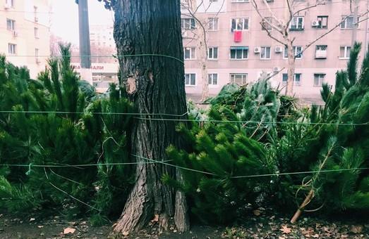 Стаття Одесса готовится к Новому году: почем продают елки? (ФОТО) Ранкове місто. Одеса