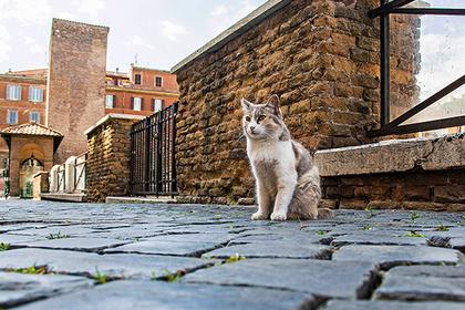 Стаття Деревню для котиков построят в Турции Ранкове місто. Одеса