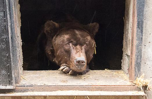 Стаття После Нового года медведи одесского зоопарка получили новое жилье Ранкове місто. Одеса
