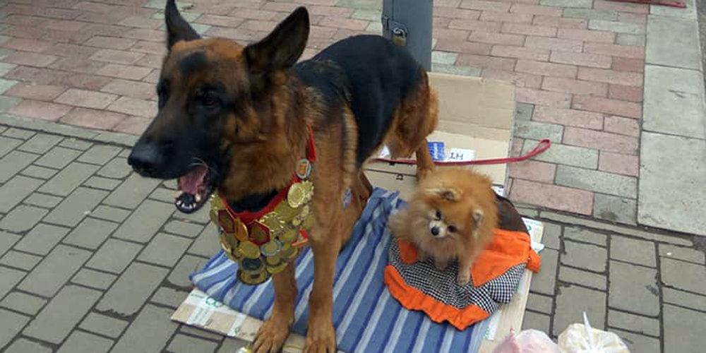 Стаття В Луганске собаки-чемпионы просят милостыню (ФОТО) Ранкове місто. Одеса
