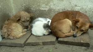 Стаття В Краматорске выделят 7,65 млн. гривен на гуманную борьбу с численностью бездомных собак в городе Ранкове місто. Одеса