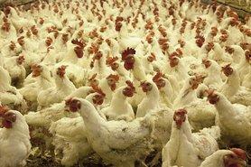 Стаття Антимонопольный комитет подозревает производителей куриного мяса в сговоре Ранкове місто. Одеса