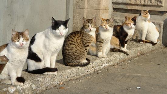 Стаття Названо число кошек, которых вылечат за выделенные Одессой деньги Ранкове місто. Одеса