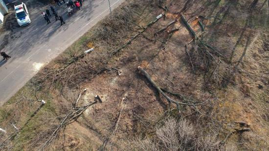 Стаття На склонах Одессы вырубили десятки деревьев: появилось оправдание властей Ранкове місто. Одеса