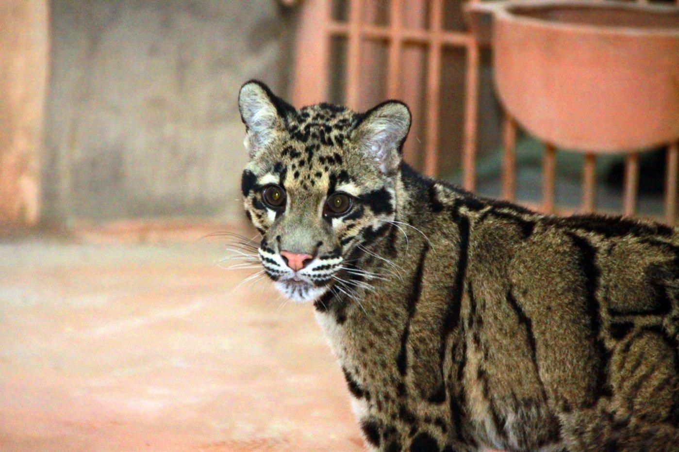 Стаття Зоопарк под Киевом приобрел очень редкую дикую кошку и ищет ей пару Ранкове місто. Одеса