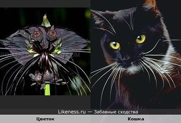 Стаття Экзотический цветок, мордочка кота кота или летучая мышь? (ФОТО) Ранкове місто. Одеса