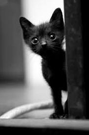 Стаття Сила искусства: в США после выхода фильма «Черная пантера» из приютов разобрали черных кошек Ранкове місто. Одеса