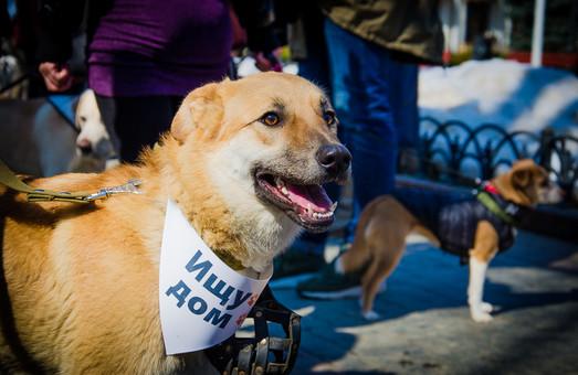 Стаття В Одессе впервые состоялся Марш спасённых собак (ФОТО) Ранкове місто. Одеса