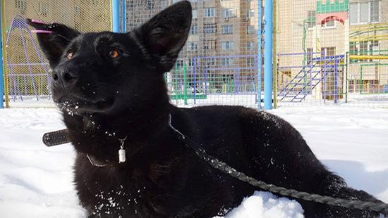 Стаття В Киеве ищут хозяев для храброй собаки! Ранкове місто. Одеса