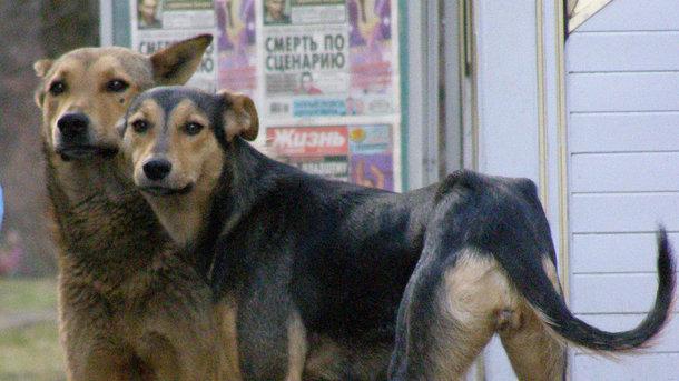 Стаття В Киеве появятся официальные опекуны бездомных животных Ранкове місто. Одеса