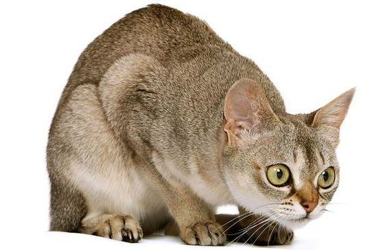 Стаття Топ-8 пород кошек которых считают самыми умными и сообразительными Ранкове місто. Одеса