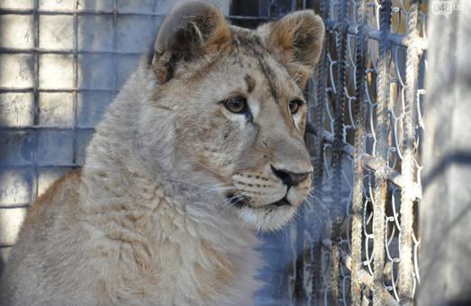 Стаття В Одесском зоопарке живет львица-пограничник Сандра Ранкове місто. Одеса