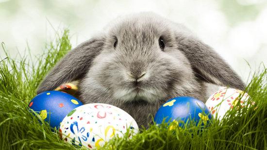 Стаття В Одесском зоопарке состоится праздник «Приключения Пасхального кролика» Ранкове місто. Одеса