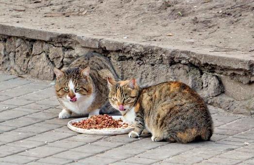 Стаття Одесский горсовет не стал выделять 900 тысяч на котов Ранкове місто. Одеса