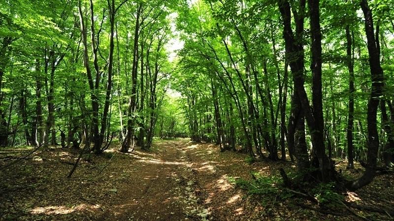 Стаття Не свое, не жалко: оккупанты «подарили» бизнесменам треть лесов в Севастополе Ранкове місто. Одеса