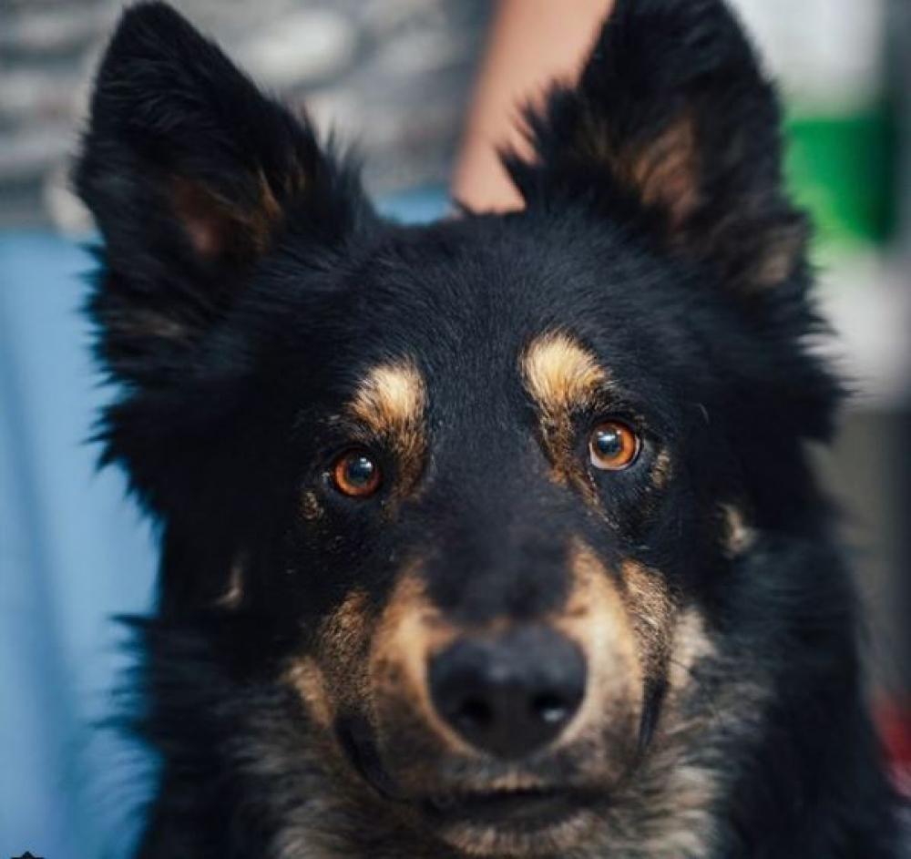 Стаття В Одесской области у семьи с детьми забрали собаку: волонтеры решили, что они слишком бедны Ранкове місто. Одеса