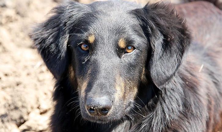 Стаття «Солдат Дик»: собака на передовой предупреждает бойцов АТО о предстоящих обстрелах, спасая их жизни Ранкове місто. Одеса