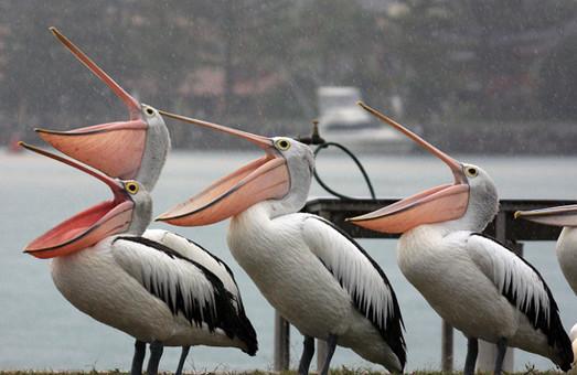 Стаття Одесский зоопарк объявил конкурс «Здравствуй, птица пеликан» Ранкове місто. Одеса