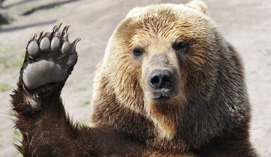 Стаття Одесситов приглашают в зоопарк отметить новоселье медведей Ранкове місто. Одеса