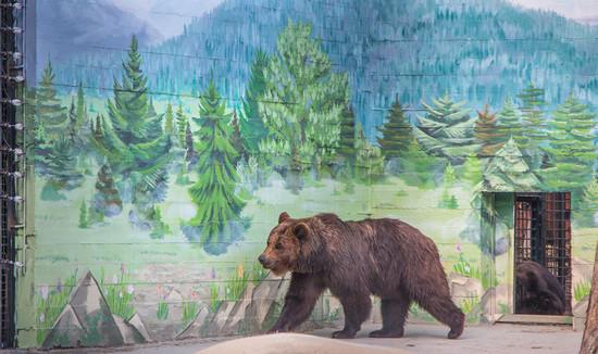 Стаття Как выглядит новое жилье медведей в Одесском зоопарке (ФОТО) Ранкове місто. Одеса