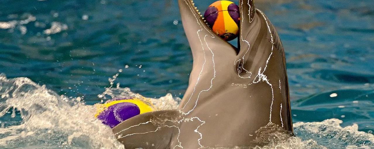 Стаття СМИ: в одесском дельфинарии дельфиниха утопила своего малыша, - ФОТО Ранкове місто. Одеса