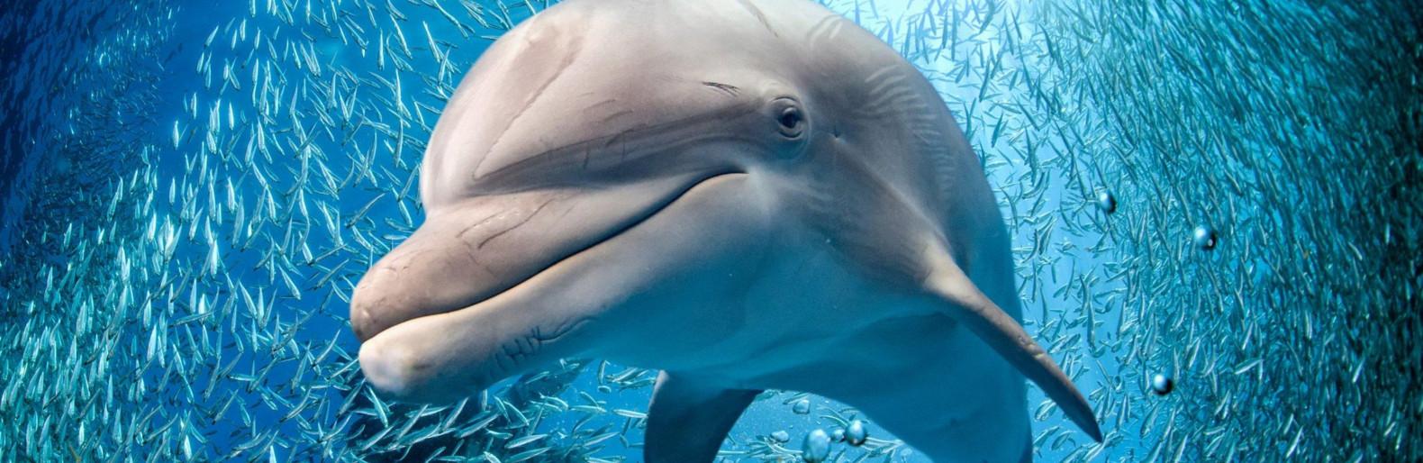 Стаття Одесский дельфинарий собираются пикетировать Ранкове місто. Одеса