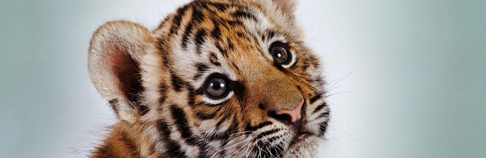Стаття В одесском биопарке тигренка довели до стресса Ранкове місто. Одеса