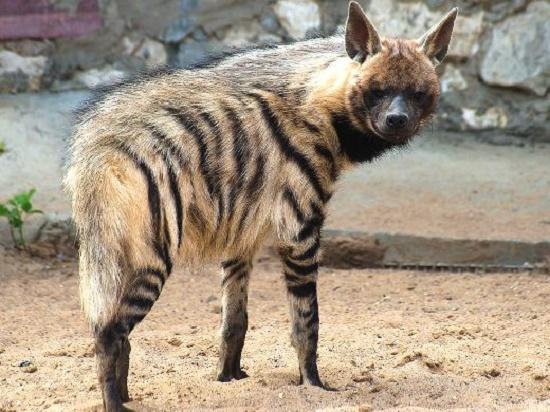 Стаття В Одесском зоопарке поселились полосатые гиены Ранкове місто. Одеса