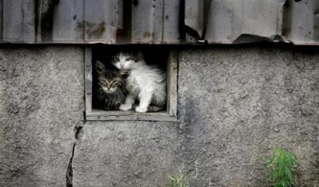 Стаття В Харькове живодеры разгромили приют, порубили кошек и котят! Ранкове місто. Одеса