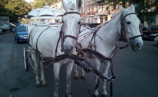 Стаття Одессит инициировал проверку бизнеса, в котором используют лошадей (ФОТО) Ранкове місто. Одеса