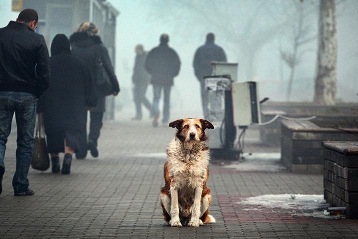 Стаття В Одессе бесплатно стерилизуют и вакцинируют бездомных животных Ранкове місто. Одеса