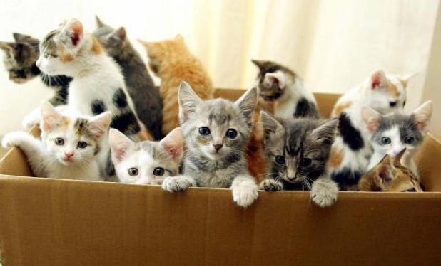 Стаття Всемирный день кошек: как относятся к домашним любимцам в разных странах мира Ранкове місто. Одеса