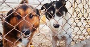 Стаття В Луганске приют для собак оказался на грани выживания Ранкове місто. Одеса