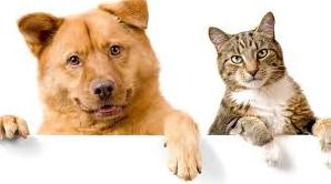 Стаття В Мариуполе более ста бездомных кошек и собак нашли любящих хозяев Ранкове місто. Одеса