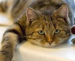 Стаття Гигантский кот поселился в центре Одессы (ФОТО) Ранкове місто. Одеса
