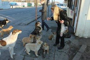 Стаття В Украине снова травят домашних собак: как уберечь животное от беды? Ранкове місто. Одеса