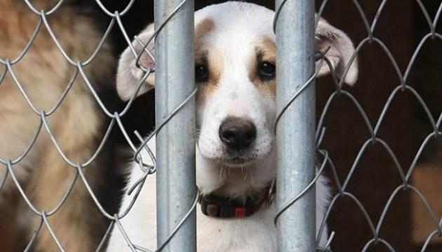 Стаття Зоозащитники призвали парламентариев принять законопроект о защите животных Ранкове місто. Одеса