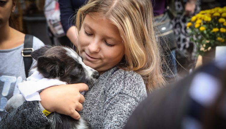 Стаття «Home Me»: в Одессе прошел фестиваль, где бездомные кошки и собаки обрели семью (фоторепортаж) Ранкове місто. Одеса