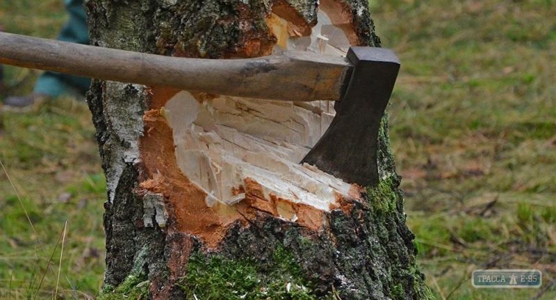 Стаття Власти установят камеры во всех зеленых зонах Одессы, чтобы не допустить незаконной вырубки деревьев Ранкове місто. Одеса