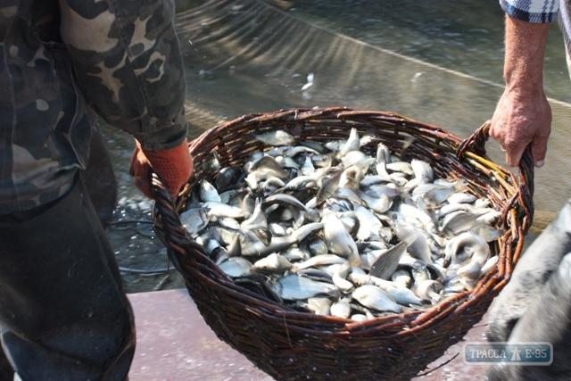 Стаття Рыбоохранный патруль планирует выпустить в водоемы Одесской области 135 тонн рыбы Ранкове місто. Одеса