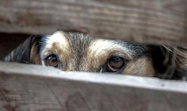 Стаття В Мариуполе будут судить живодера, убившего собаку на глазах у прохожих Ранкове місто. Одеса