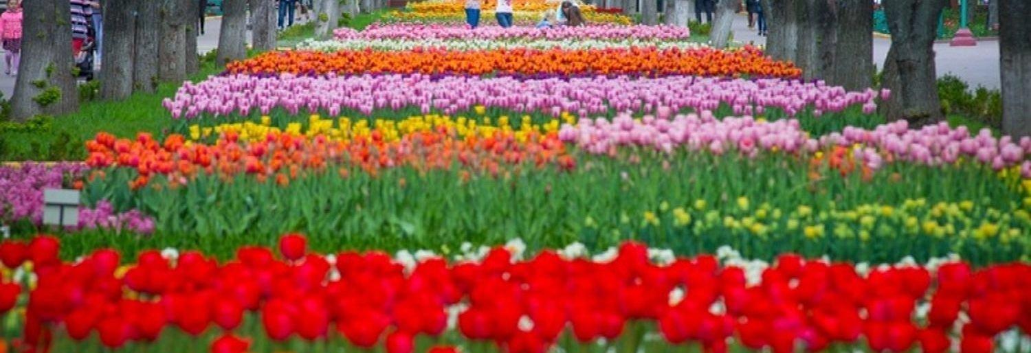 Стаття Под Одессой появится своя долина тюльпанов Ранкове місто. Одеса