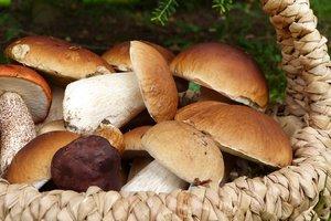 Стаття Грибная пора: какие грибы можно употреблять, а от каких лучше отказаться? Ранкове місто. Одеса