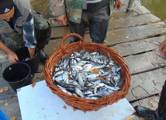 Стаття Днестровский лиман оживили тоннами рыб Ранкове місто. Одеса